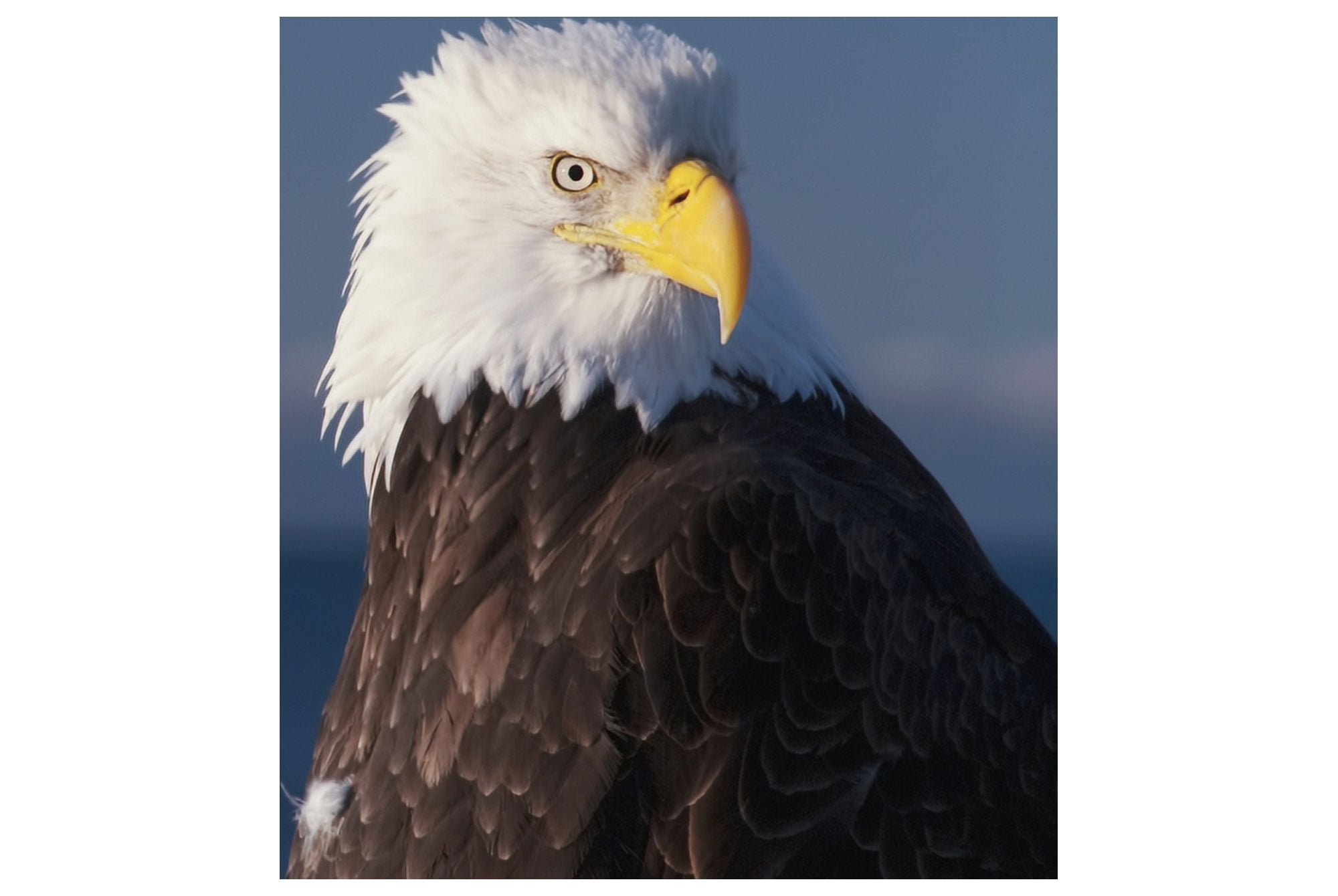 Alaska A stoic Bald Eagle against a clear blue sky Canvas Art - Richard Maschmeyer Design Pics (19 x 12)