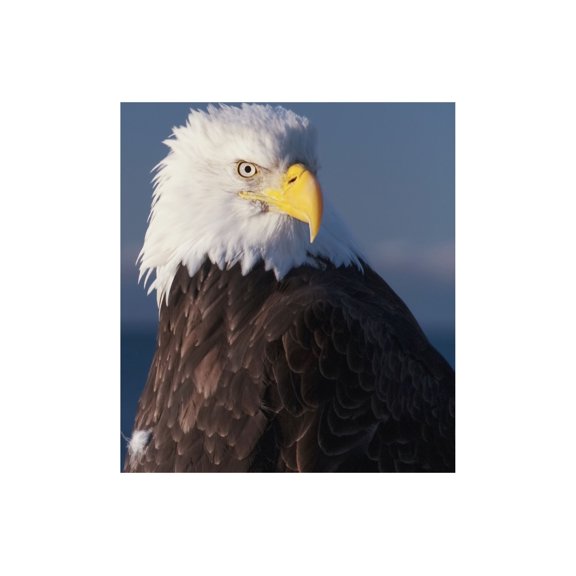 Alaska A stoic Bald Eagle against a clear blue sky Canvas Art - Richard Maschmeyer Design Pics (19 x 12)