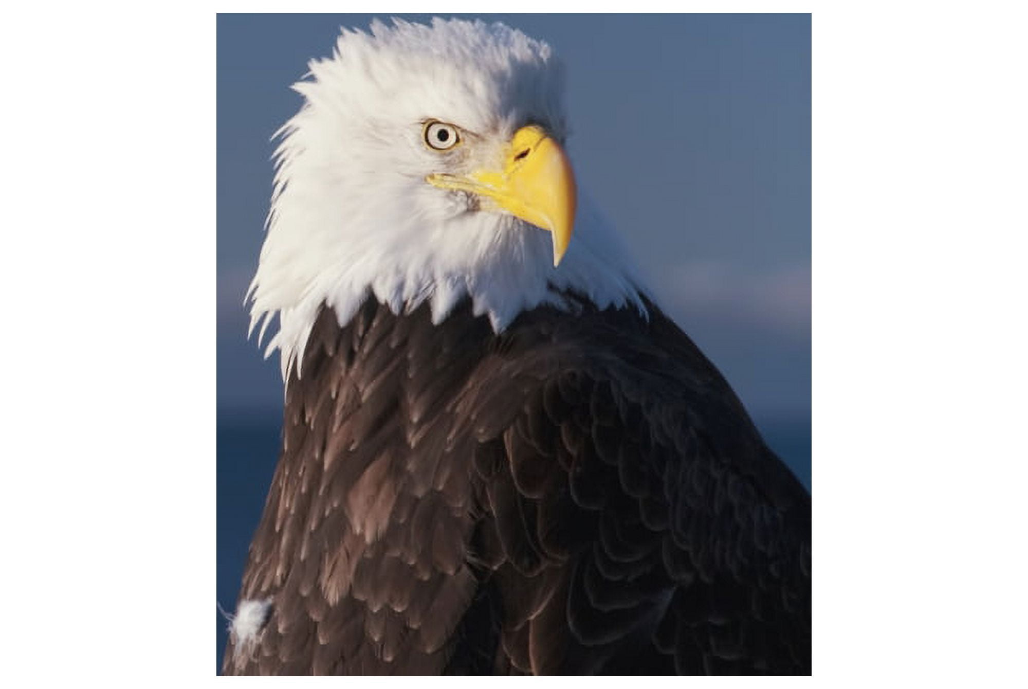 Alaska A stoic Bald Eagle against a clear blue sky Canvas Art - Richard Maschmeyer Design Pics (38 x 24)