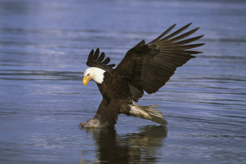 Alaska Bald Eagle (Haliaeetus Leucocephalus) Hunting Herring At Surface Canvas Art - John Hyde Design Pics (17 x 11)