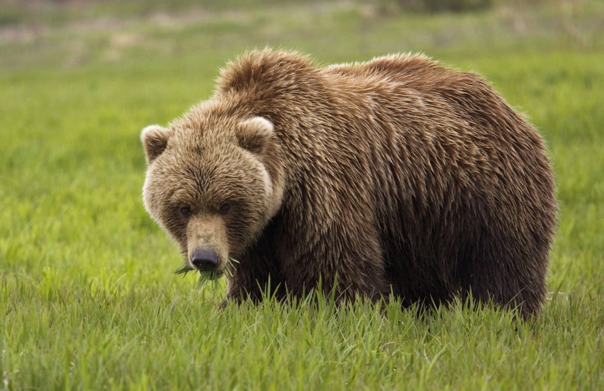 An Alaska Coastal Brown Bear At Mikfik Creek In The Mcneil River State Game Santuary Southwest Alaska Canvas Art - Richard Williams Design Pics (17 x 11)