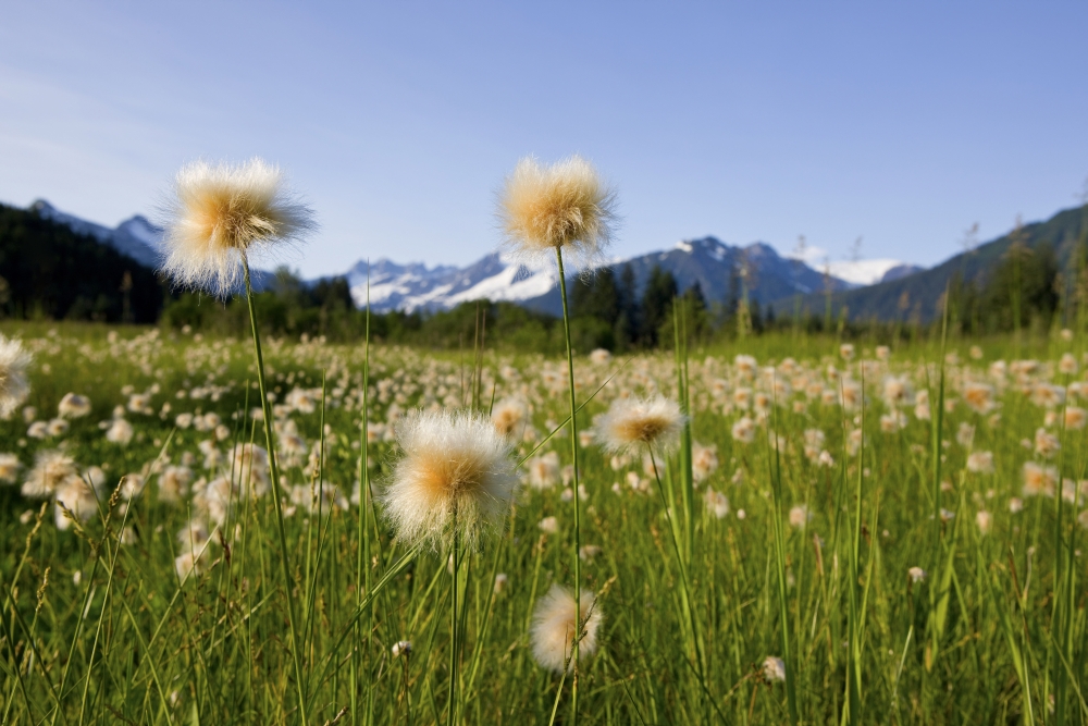 Alaska Cotton Grass In Bloom In A Meadow With The Mendenhall Towers And Coast Mountains In The Background Southeast Alaska Canvas Art - John Hyde Design Pics (18 x 12)