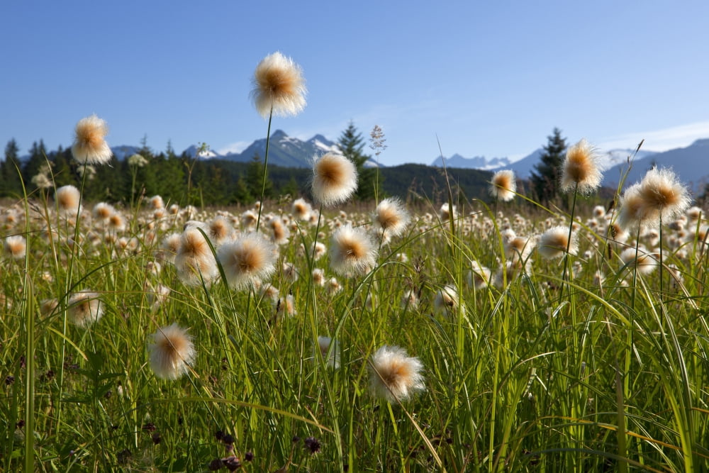 Alaska Cotton Grass In The Mendenhall Wetlands Juneau Southeast Alaska Summer Canvas Art - John Hyde Design Pics (36 x 24)