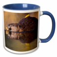 thumbnail image 1 of 3drose, Alaska, Denali National Park, Beaver Wildlife - Us02 Pso0657 - Paul Souders, 15oz Two-tone Blue Mug, 1 of 6