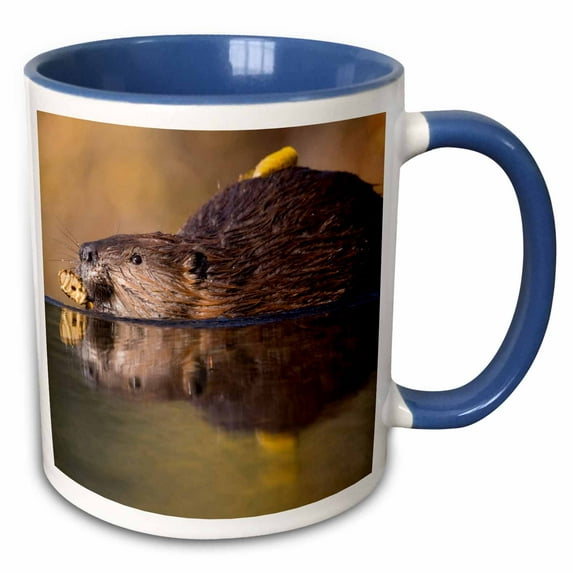 3drose, Alaska, Denali National Park, Beaver Wildlife - Us02 Pso0657 - Paul Souders, 15oz Two-tone Blue Mug