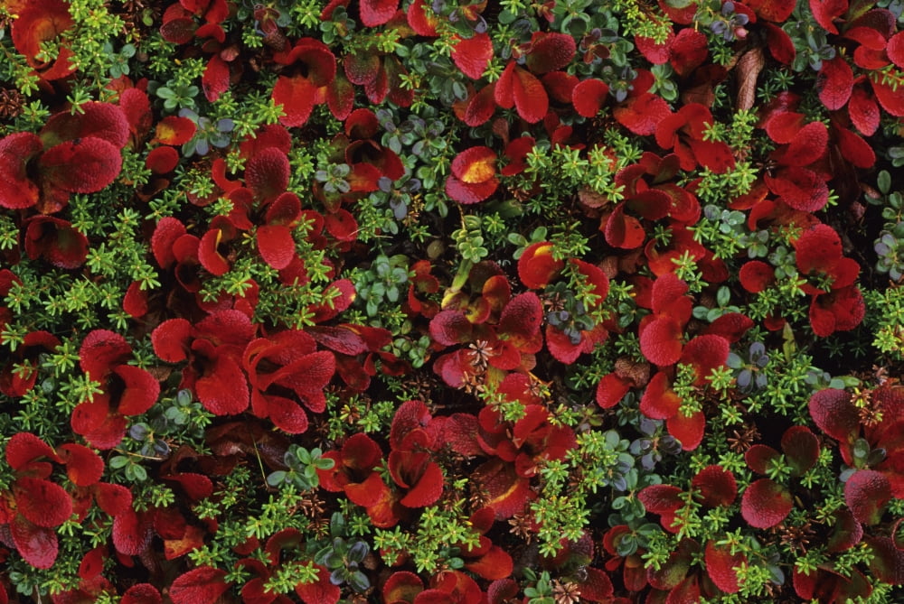 Alaska Denali National Park Fall Season Bearberry And Mosses On Tundra Canvas Art - John Hyde Design Pics (19 x 12)