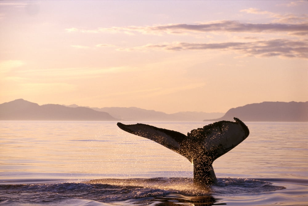 Alaska Frederick Sound Humpback Whale (Megaptera Novaeangliae) Fluke At Sunset B1988 Canvas Art - John Hyde Design Pics (19 x 12)