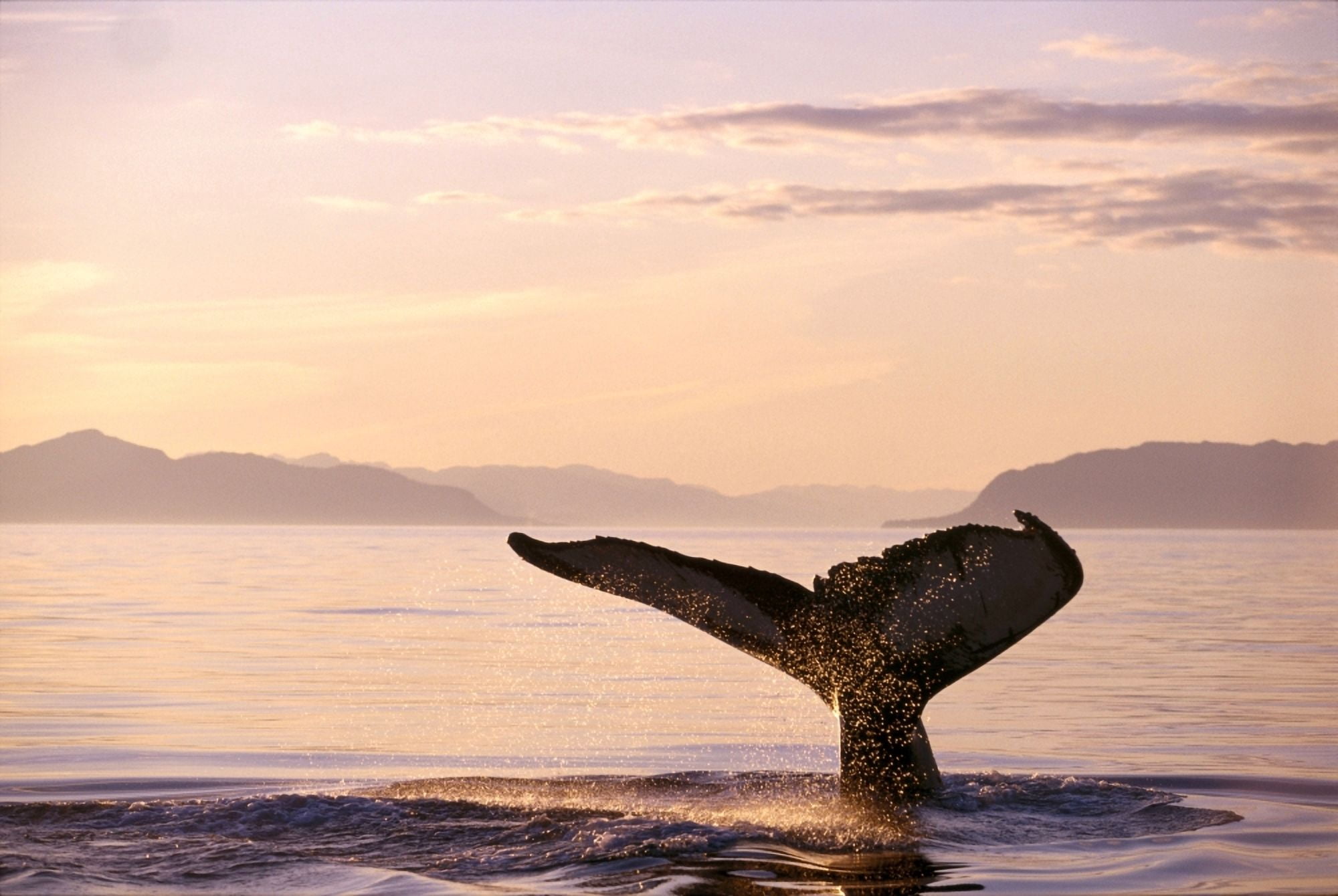 Alaska Frederick Sound Humpback Whale (Megaptera Novaeangliae) Fluke At Sunset B1988 Canvas Art - John Hyde Design Pics (38 x 24)