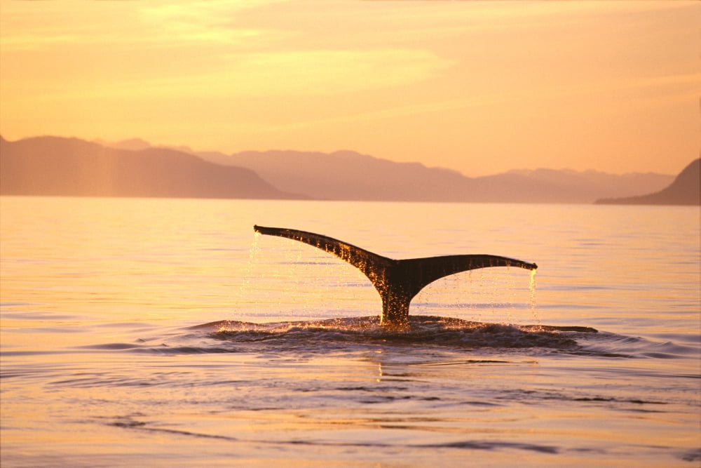 Alaska Frederick Sound Humpback Whale (Megaptera Novaeangliae) Fluke At Sunset Canvas Art - John Hyde Design Pics (19 x 12)