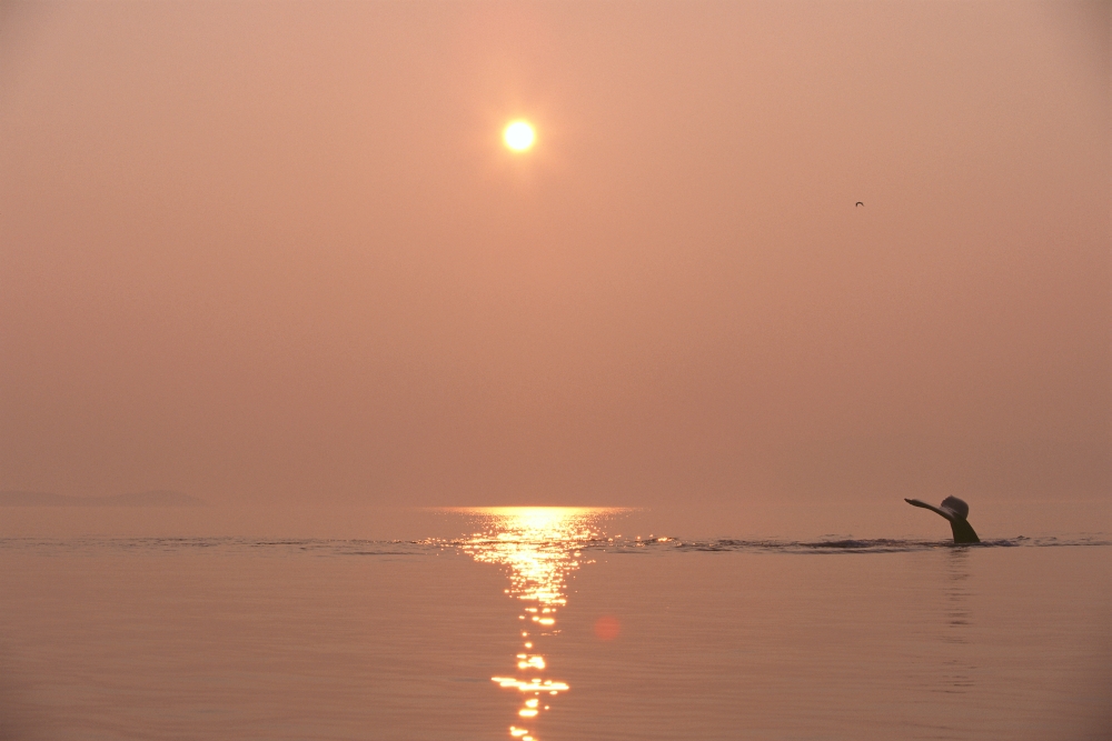 Alaska Frederick Sound Humpback Whale (Megaptera Novaeangliae) Fluke At Sunset Canvas Art - John Hyde Design Pics (19 x 12)