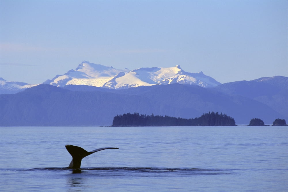 Alaska Frederick Sound Humpback Whale (Megaptera Novaeangliae) Fluke Canvas Art - John Hyde Design Pics (19 x 12)