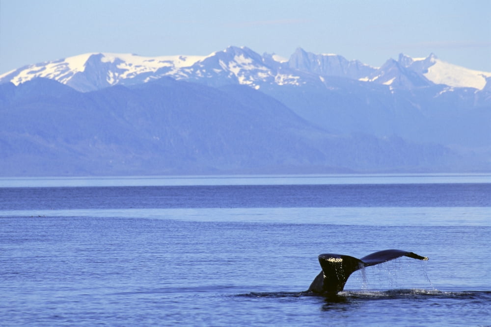 Alaska Frederick Sound Humpback Whale (Megaptera Novaeangliae) Fluke With Snowcapped Mountains Background Canvas Art - John Hyde Design Pics (19 x 12)