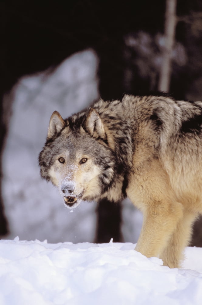 Alaska Gray Wolf Stalking Prey In Deep Winter Snow Canvas Art - John Hyde Design Pics (22 x 34)