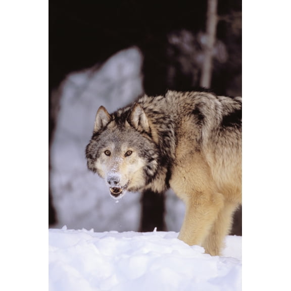 Alaska Gray Wolf Stalking Prey In Deep Winter Snow Canvas Art - John Hyde Design Pics (22 x 34)