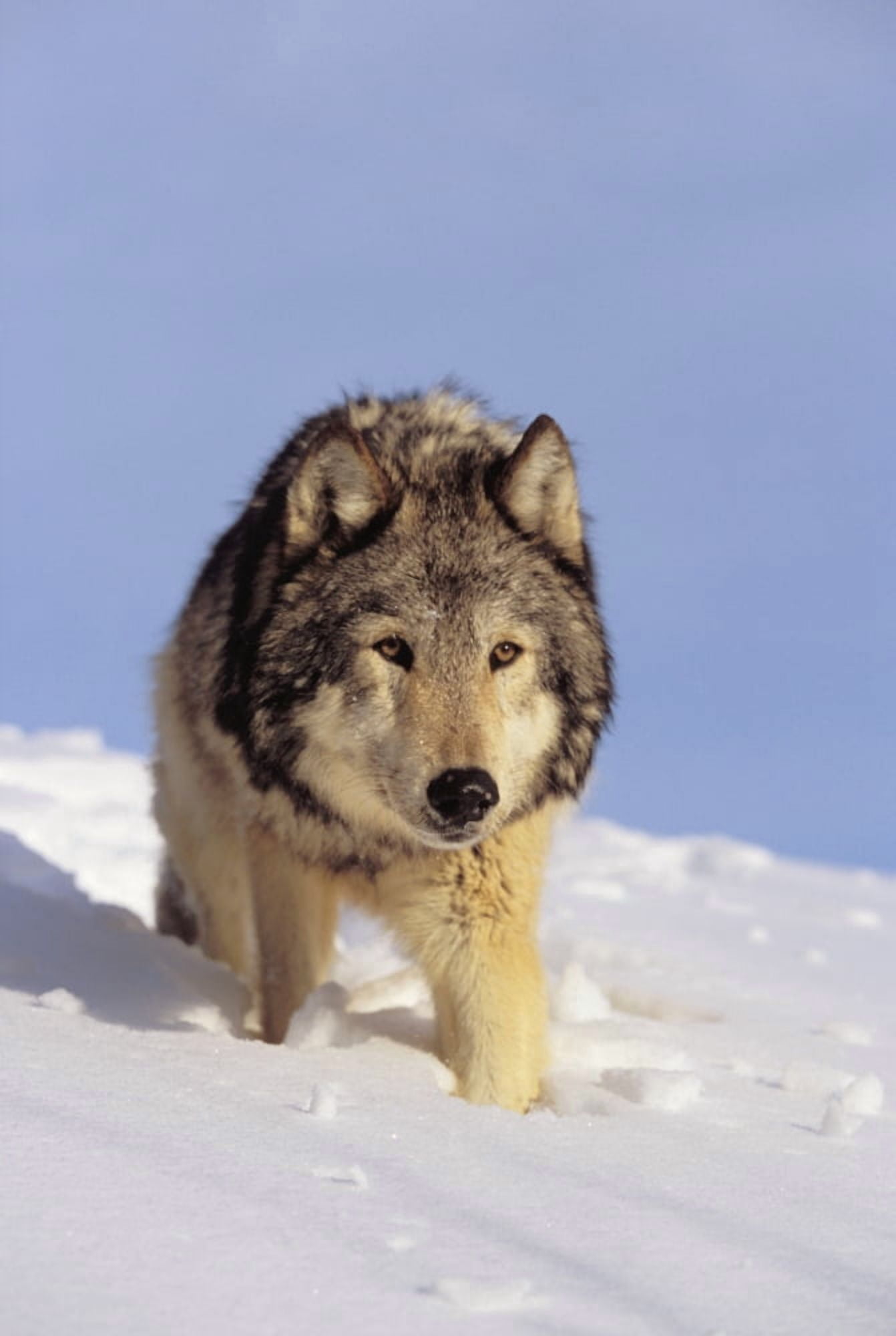 Alaska Gray Wolf Stalking Prey In Deep Winter Snow Canvas Art - John Hyde Design Pics (22 x 34)