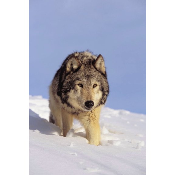 Alaska Gray Wolf Stalking Prey In Deep Winter Snow Canvas Art - John Hyde Design Pics (22 x 34)