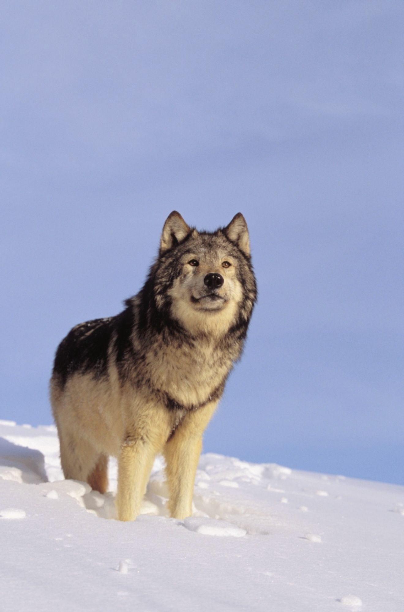 Alaska Gray Wolf Stalking Prey In Deep Winter Snow Canvas Art - John Hyde  Design Pics (22 x 34)