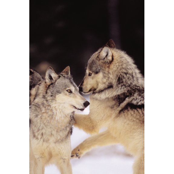 Alaska Gray Wolves Playing In Deep Winter Snow At The Forests Edge Canvas Art - John Hyde Design Pics (11 x 17)