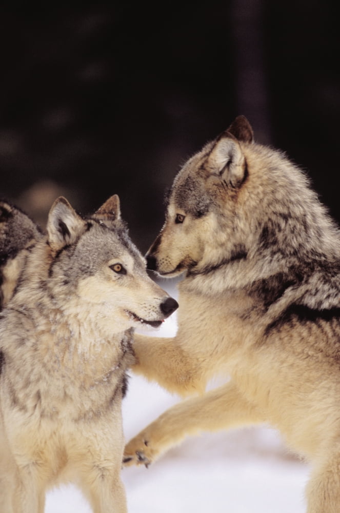 Alaska Gray Wolves Playing In Deep Winter Snow At The Forests Edge Canvas Art - John Hyde Design Pics (22 x 34)