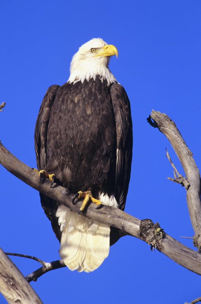 Alaska Haines Bald Eagle Reserve Bald Eagle (Haliaeetus Leucocephalus) Perched On A Branch Canvas Art - John Hyde  Design Pics (11 x 17)