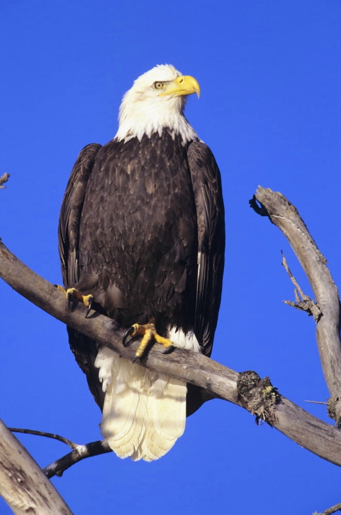 Alaska Haines Bald Eagle Reserve Bald Eagle (Haliaeetus Leucocephalus) Perched On A Branch Canvas Art - John Hyde  Design Pics (22 x 34)