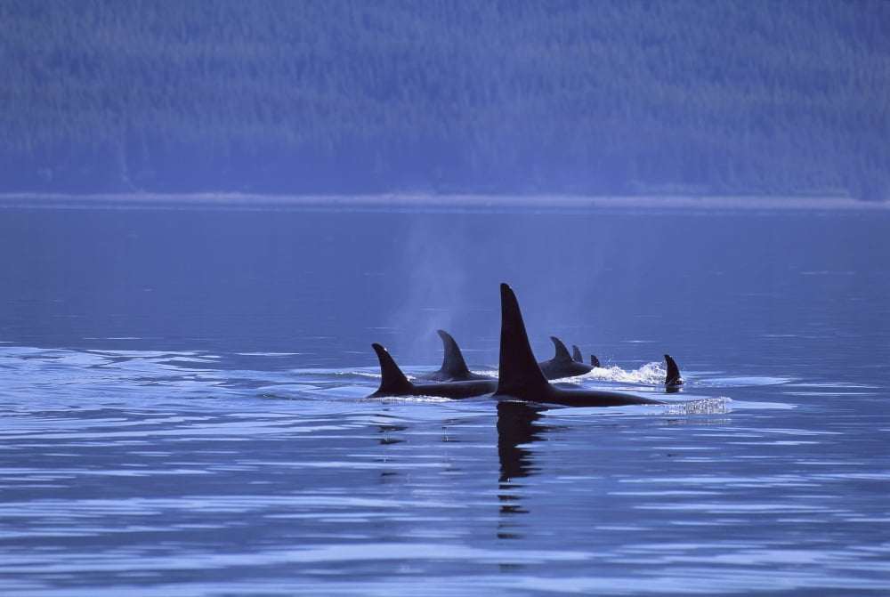 Alaska Icy Strait Pod Of Killer Whales Inside Passage (Orcinus Orca) Surface A95H Canvas Art - John Hyde  Design Pics (36 x 24)