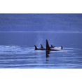 thumbnail image 1 of Alaska Icy Strait Pod Of Killer Whales Inside Passage Surface A95H Poster Print, 1 of 3