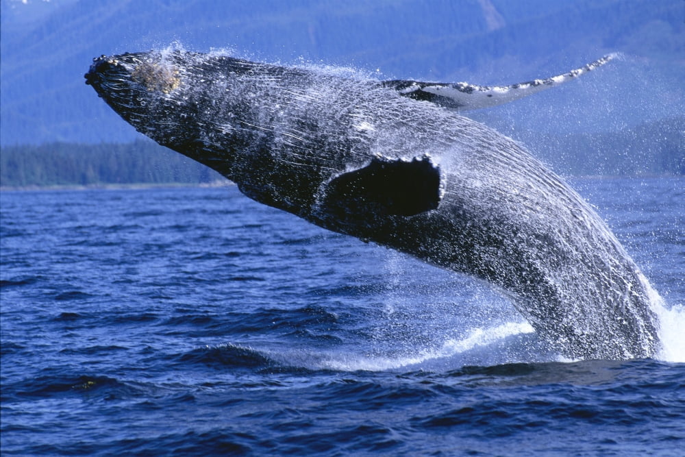Alaska Inside Passage Humpback Whale Full Breach Close-Up C2037 Canvas Art - John Hyde Design Pics (38 x 24)