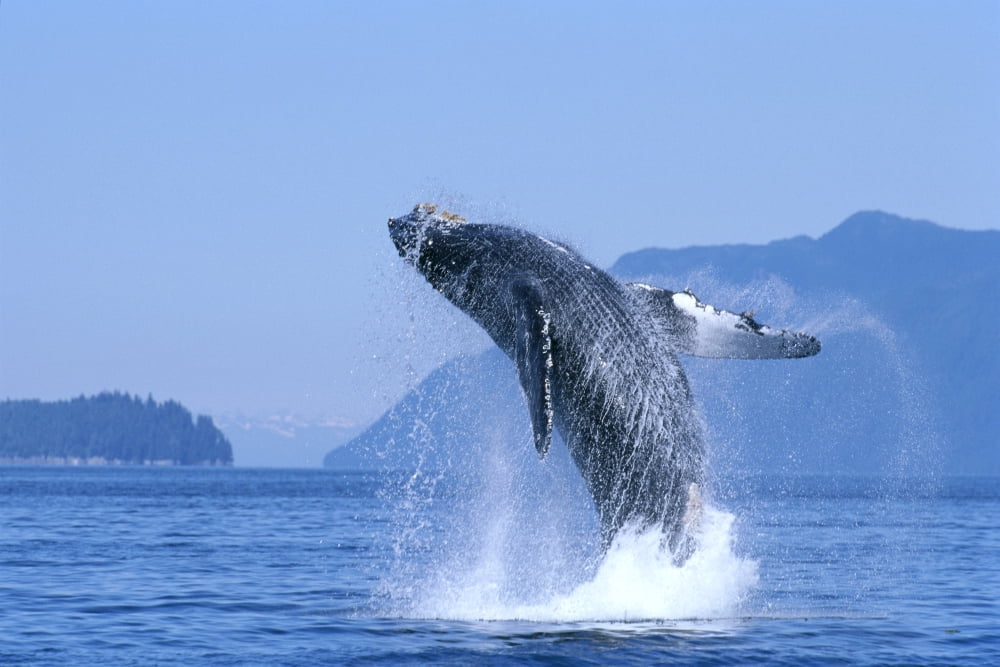 Alaska Inside Passage Humpback Whale (Megaptera Novaeangliae) Breaching B2006 Canvas Art - John Hyde Design Pics (19 x 12)