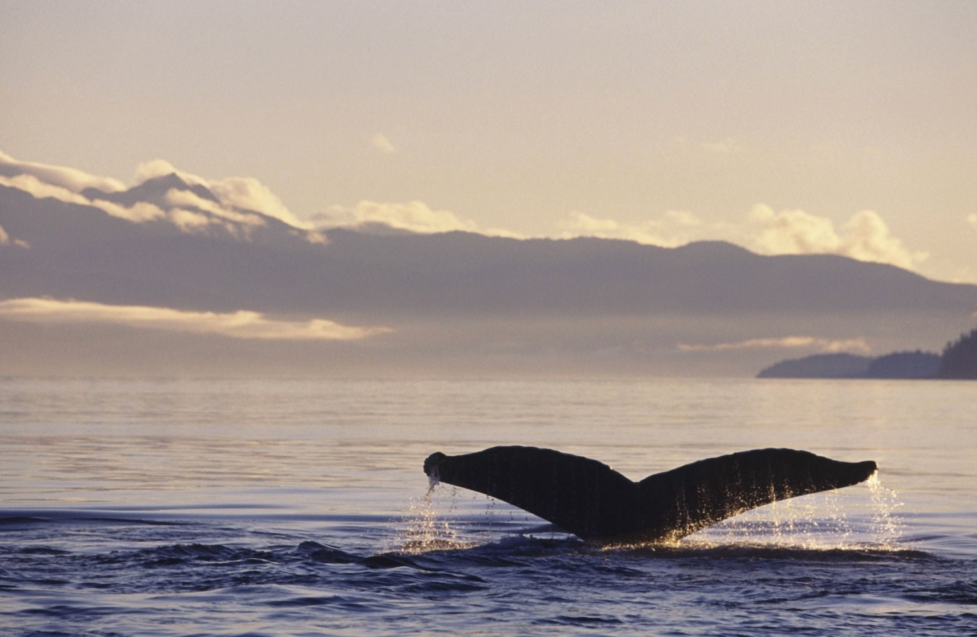 Alaska Inside Passage Humpback Whale (Megaptera Novaeangliae) Tail Fluke In Late Afternoon Canvas Art - John Hyde Design Pics (17 x 11)