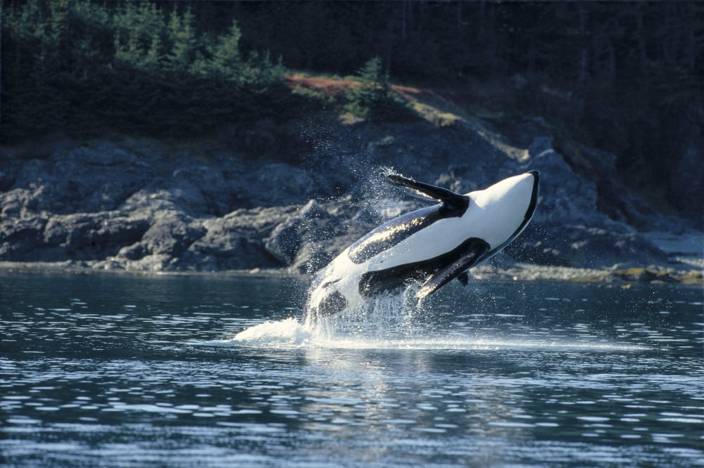 Alaska Inside Passage Orca Breaches (Orcinus Orca) Full Length Underside View A95C Canvas Art - John Hyde Design Pics (19 x 12)