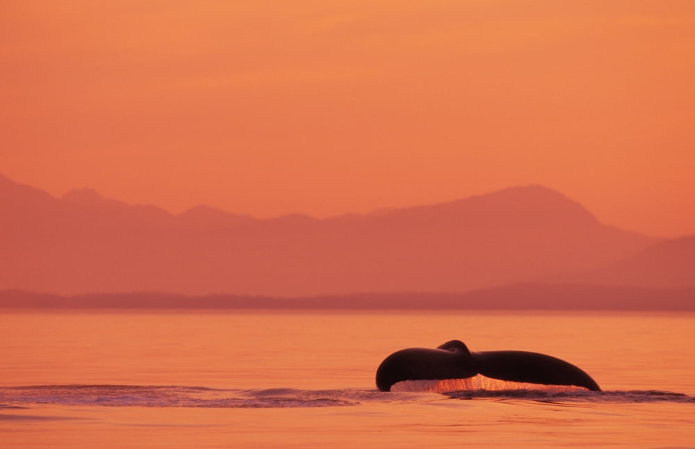 Alaska Inside Passage Tongass National Forest Fluke Of A Humpback Whale At Sunset Canvas Art - John Hyde Design Pics (17 x 11)