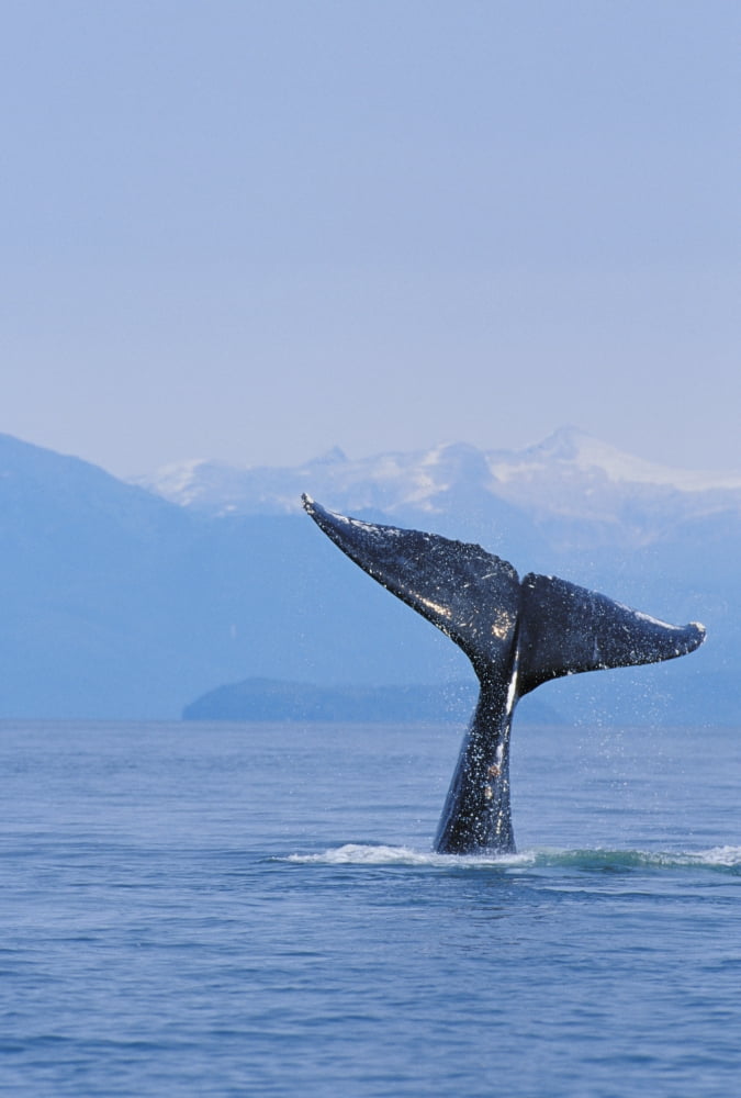 Alaska Inside Passage Tongass National Forest Fluke Of A Humpback Whale Canvas Art - John Hyde Design Pics (11 x 17)