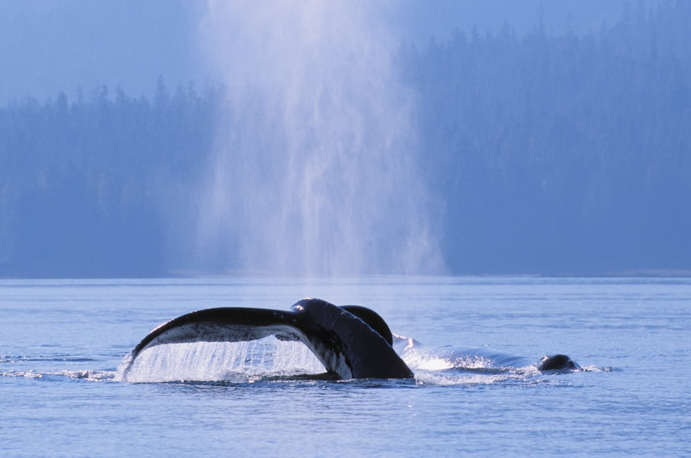 Alaska Inside Passage Tongass National Forest Fluke Of A Humpback Whale Canvas Art - John Hyde Design Pics (34 x 22)