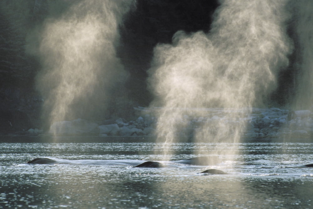 Alaska Inside Passage Tongass National Forest Group Of Humpback Whales Surfacing Canvas Art - John Hyde Design Pics (17 x 11)