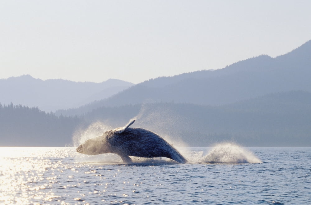 Alaska Inside Passage Tongass National Forest Humpback Whale Breaching Canvas Art - John Hyde Design Pics (34 x 22)