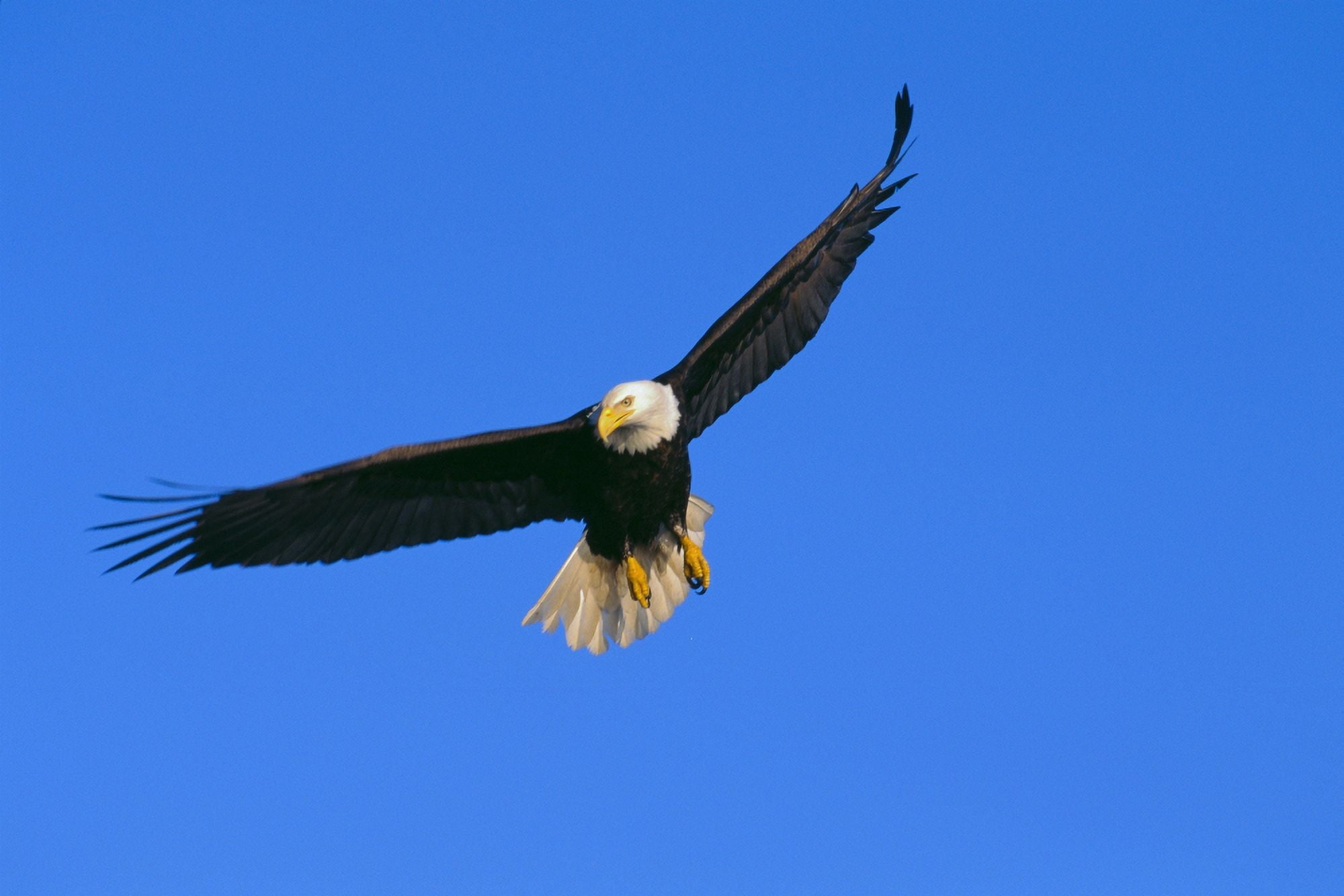 Alaska Inside Passage View Of A Bald Eagle In Flight Hunting Canvas Art - John Hyde Design Pics (38 x 24)