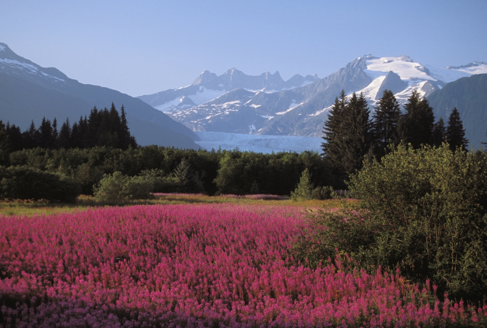 Alaska Juneau Mendenhall Valley Tongass National Forest Field Of Fireweed Canvas Art - John Hyde Design Pics (34 x 22)