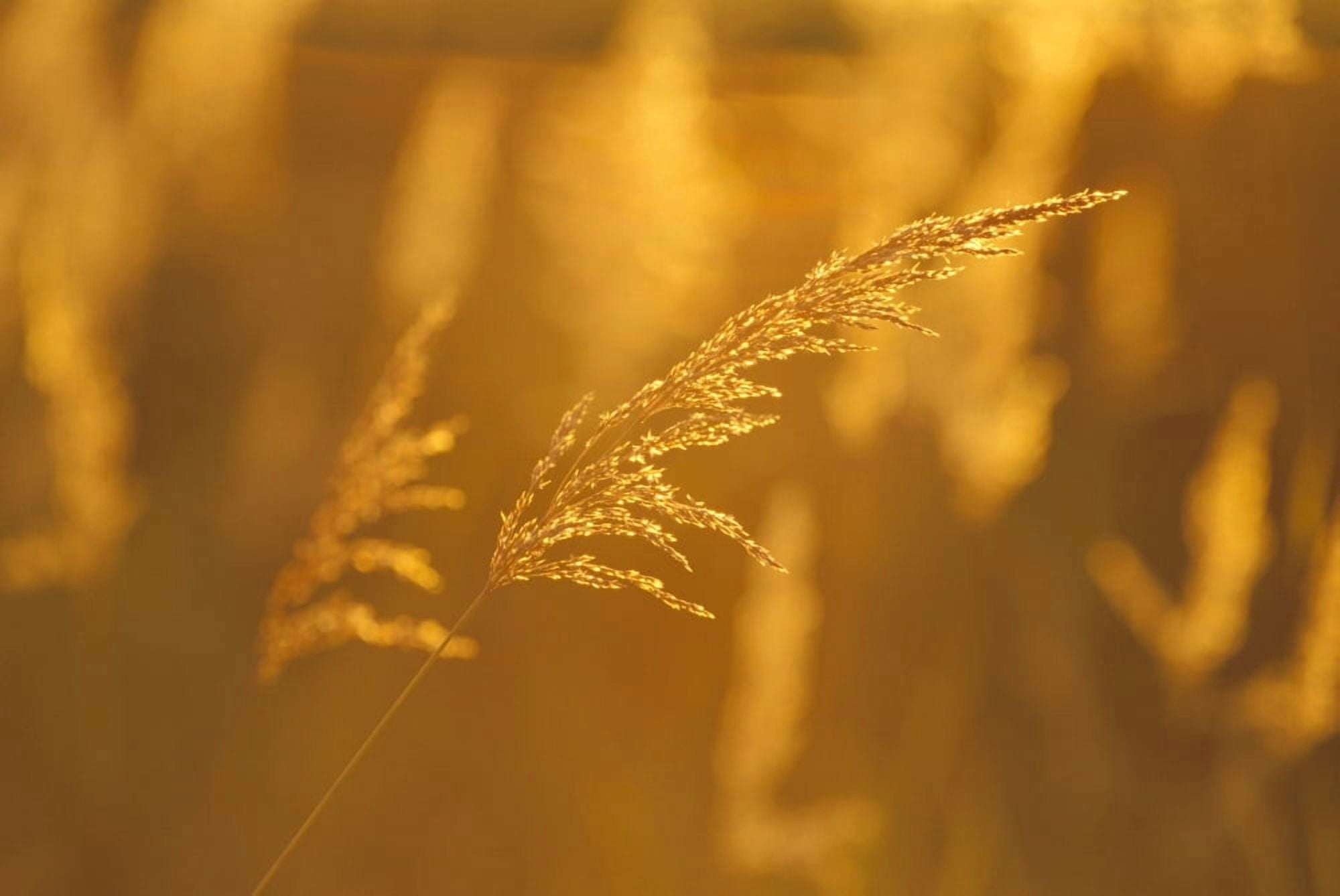 Alaska Kenai National Wildlife Refuge Close-Up Of Grasses At Sunset Golden Light Canvas Art - John Hyde Design Pics (19 x 12)