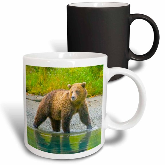 3drose, Alaska, Lake Clark. Grizzly Bear Walks Along the Shoreline., 11oz Magic Transforming Mug