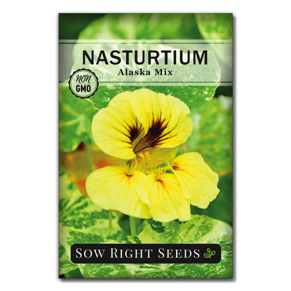 Alaska Mix Nasturtium Seeds - Non GMO Heirloom Varieties for Planting