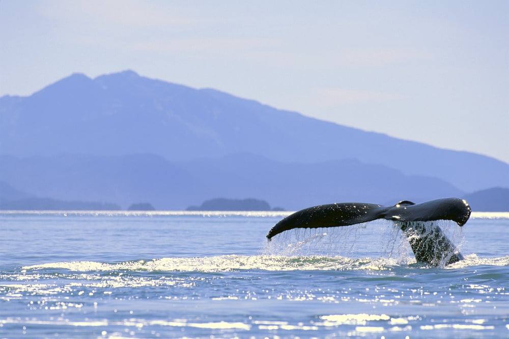 Alaska North Pass Humpback Whale (Megaptera Novaeangliae) Flukes Canvas Art - John Hyde Design Pics (19 x 12)