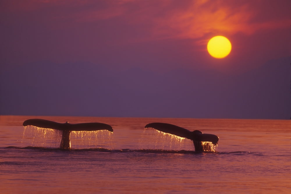 Alaska Panhandle Inside Passage 2 Humpback Whales Fluke By A Fiery Sunset Canvas Art - John Hyde Design Pics (17 x 11)