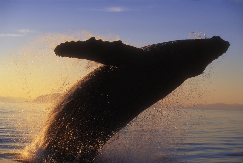 Alaska Panhandle Inside Passage Humpback Whale Breaching At Sunset Canvas Art - John Hyde Design Pics (18 x 12)