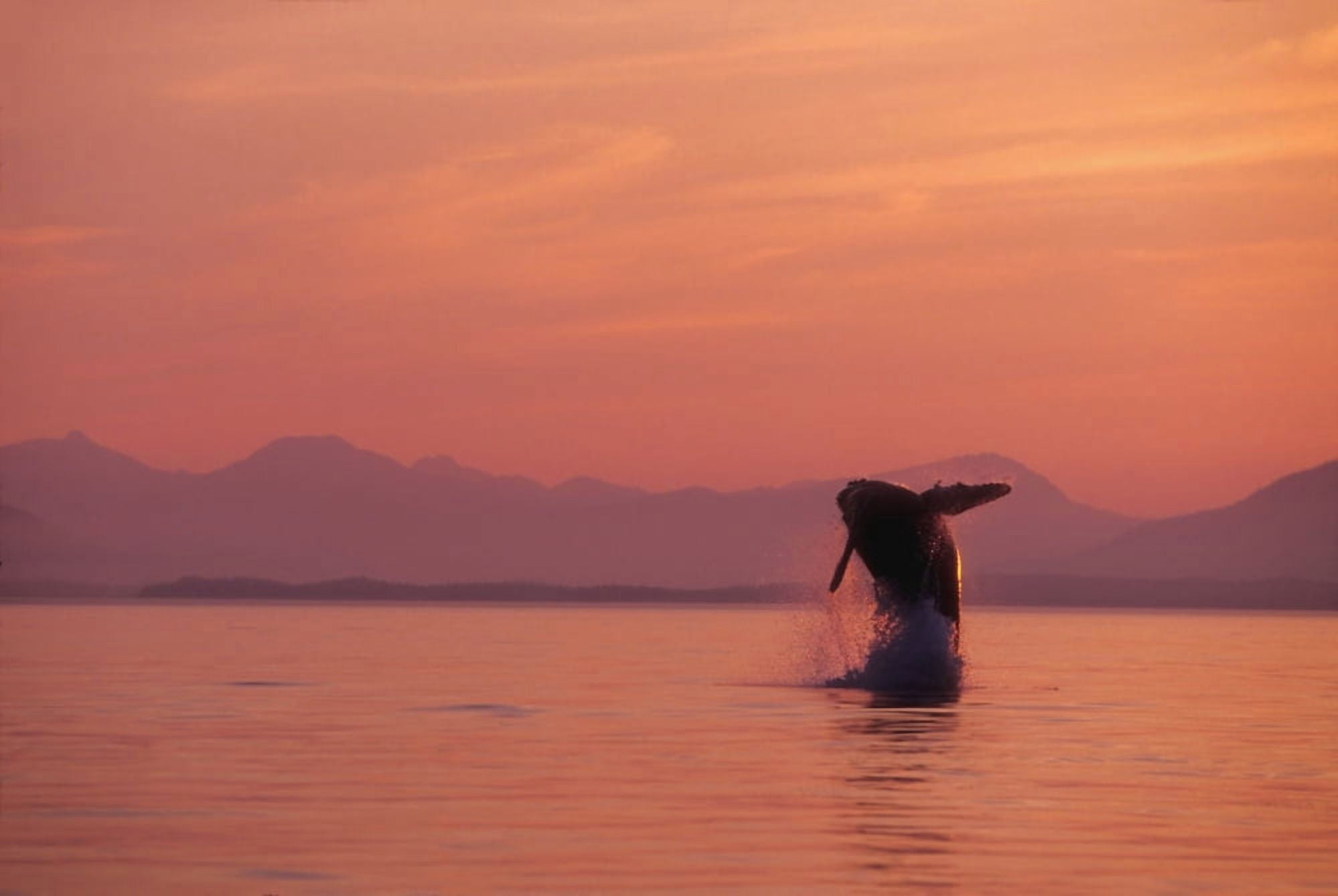 Alaska Panhandle Inside Passage Humpback Whale Breaching At Sunset Canvas Art - John Hyde Design Pics (34 x 22)
