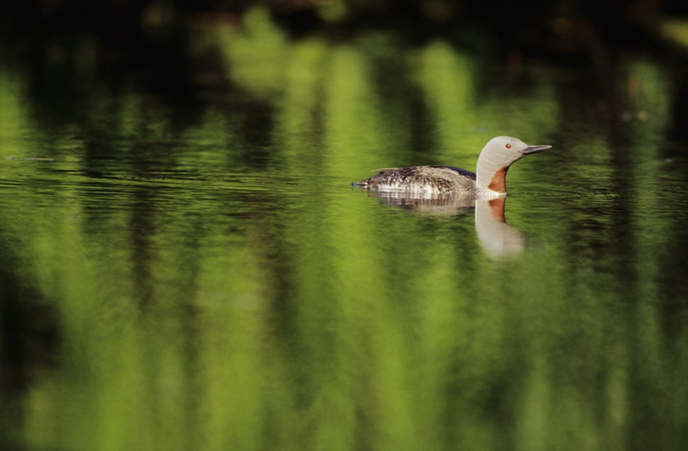 Alaska Red Throated Loon (Gavia Stellata) Swims On A Green Pond Canvas Art - John Hyde Design Pics (17 x 11)