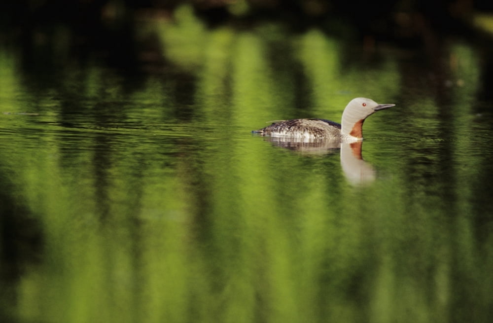 Alaska Red Throated Loon (Gavia Stellata) Swims On A Green Pond Canvas Art - John Hyde Design Pics (34 x 22)