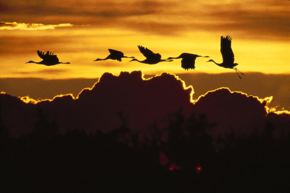 Alaska Sandhill Crane (Grus Canadensis) Flying Above Clouds In Golden Sunset Sky Canvas Art - John Hyde Design Pics (38 x 24)