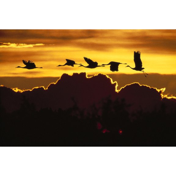 Alaska Sandhill Crane (Grus Canadensis) Flying Above Clouds In Golden Sunset Sky Canvas Art - John Hyde Design Pics (38 x 24)