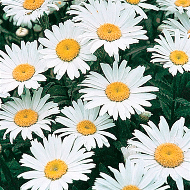 White Alaska Shasta Daisy Outdoor Flowering Perennial Plant